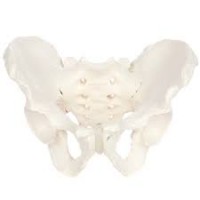 Skeletal Pelvis, Male